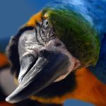 Итоги 2025 года. Мясо и птица  –  ИКАР