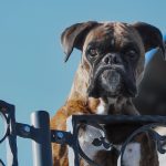 Защита недвижимости от мошенников