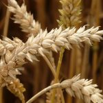 Правительство окажет дополнительную поддержку производителям зерновых культур