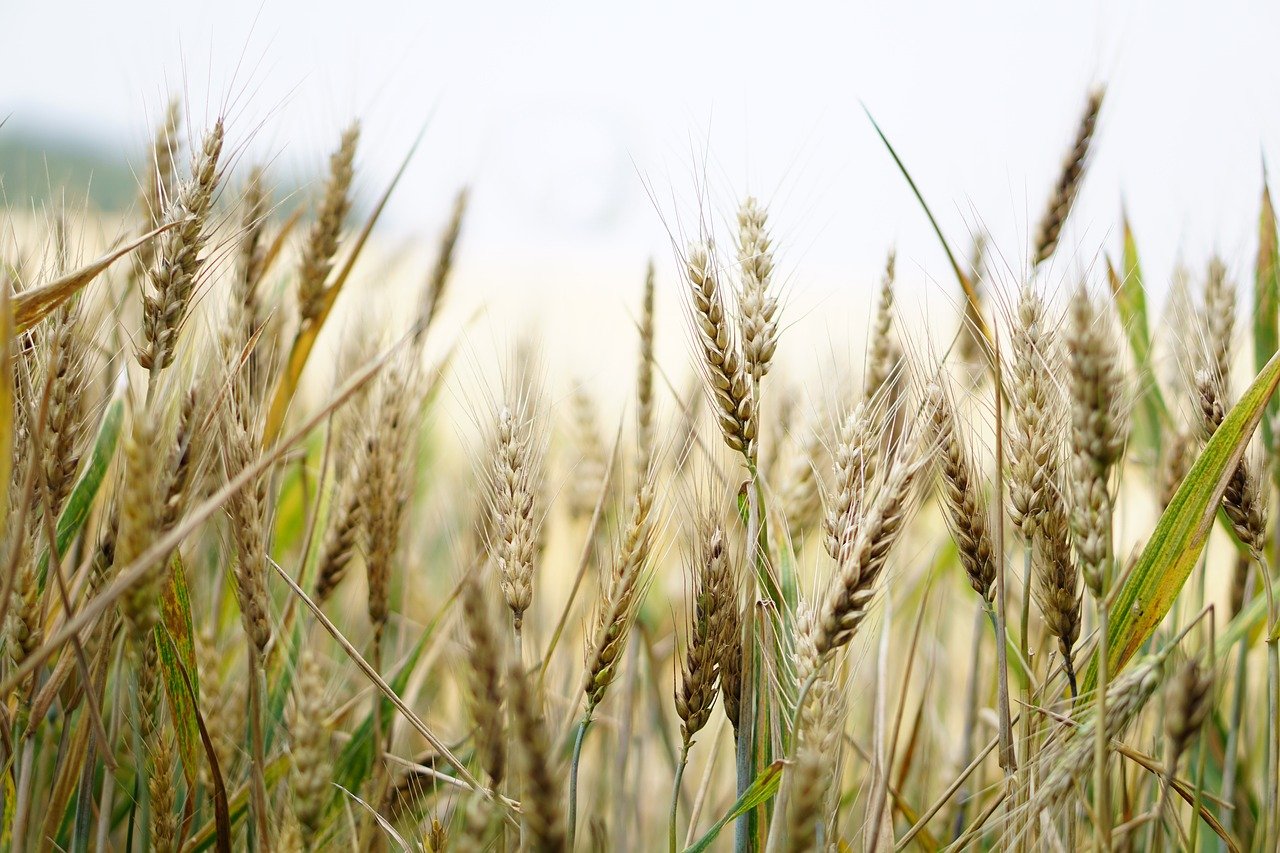 ПроКрахмал: тенденции рынка глубокой переработки зерна