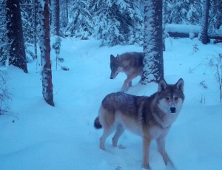 На «Красноярских Столбах» восстанавливается популяция волка
