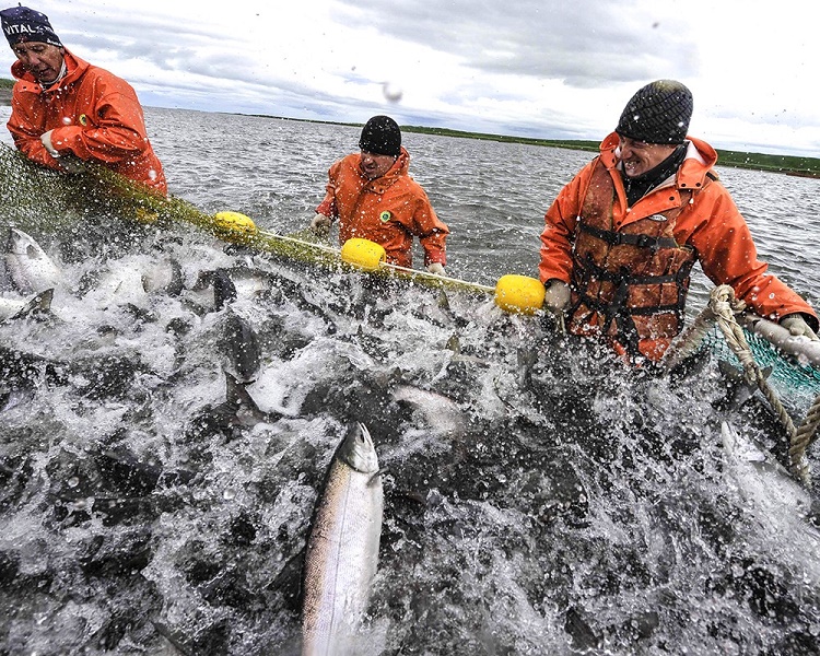 На российском рынке нет дефицита лососевых