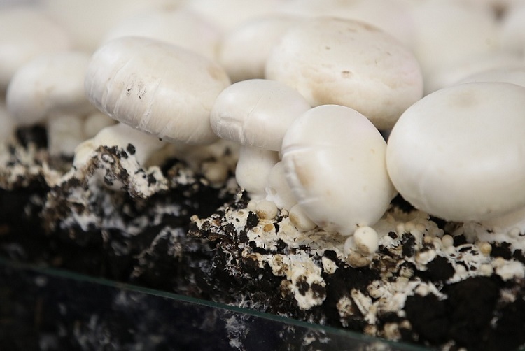Производство культивируемых грибов в 2021 году выросло на 16%
