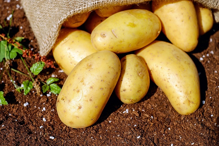 Производство отечественного картофеля и сахарной свеклы: рассказываем о достижениях в области семеноводства аграрных научных институтов
