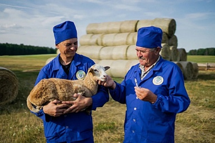 В России растет производство отечественных ветеринарных препаратов