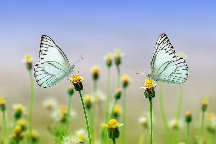 В создании нового вещества для борьбы с вредителями помогут бабочки
