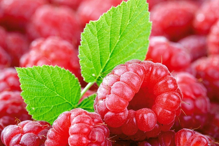 Производство плодов и ягод в России за пять лет увеличилось более чем в 2 раза