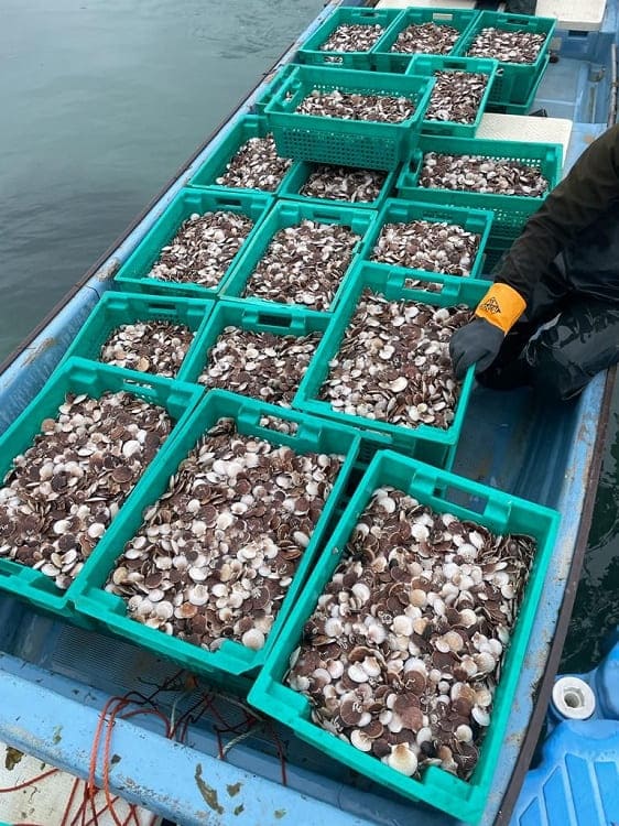 Свыше 5 млн молоди гребешка выпустили в море для выращивания в Приморье в этом году