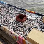 Грузооборот рыбы в Приморье вырос на 46 процентов