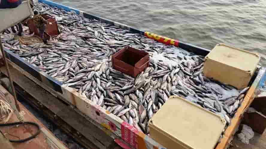 Месячный грузооборот рыбы через причалы Росрыболовства в Приморье вырос на 46 процентов